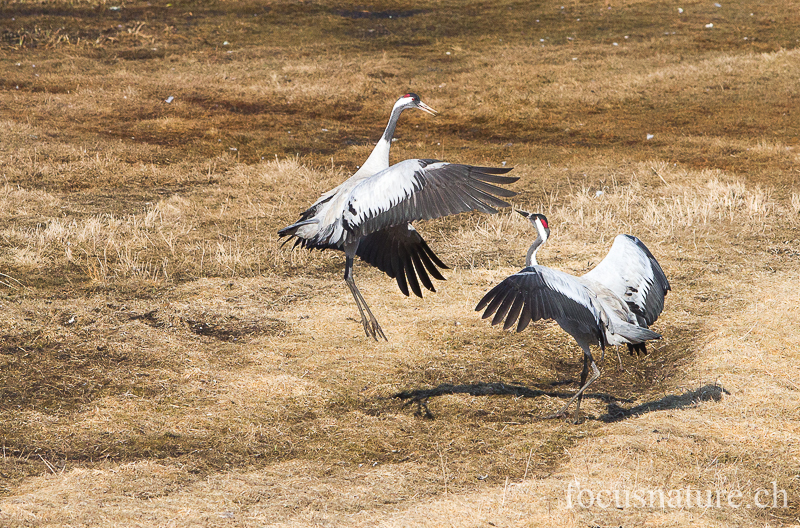 Grue 5084.jpg - Grue cendrée, Grus Grus, Common Crane - Parade au Hornborgasjon (Suède) Avril 2013